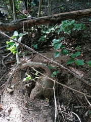 Ibervillea hypoleuca