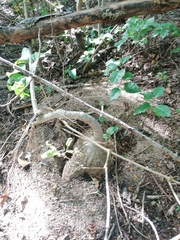 Ibervillea hypoleuca