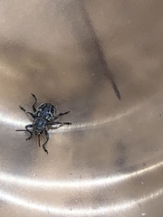 Graphops comosa