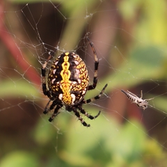 Neoscona oaxacensis