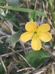 Mentzelia texana