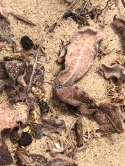 Graphops comosa