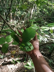 Bursera cinerea