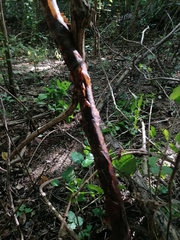 Bursera cinerea