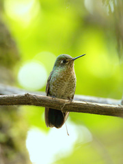 Metallura tyrianthina