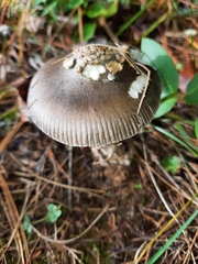 Amanita variicolor