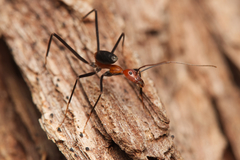 Leptomyrmex rufithorax