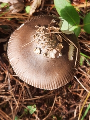 Amanita variicolor