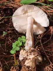 Amanita variicolor