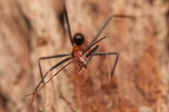 Leptomyrmex rufithorax