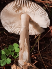 Amanita variicolor