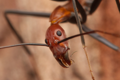 Leptomyrmex rufithorax