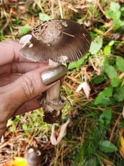 Amanita variicolor
