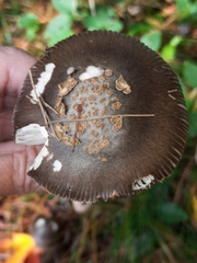 Amanita variicolor