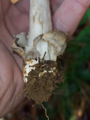 Amanita variicolor