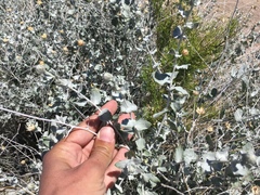 Brickellia incana