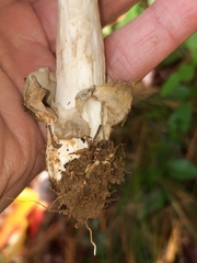 Amanita variicolor