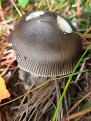 Amanita variicolor