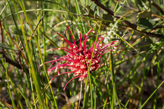 Grevillea variifolia