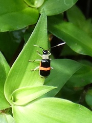 Paratriarius adonis