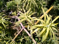Podocarpus parlatorei