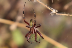 Neoscona oaxacensis