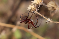 Neoscona oaxacensis
