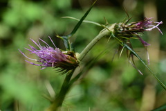Cirsium tatakaense