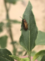 Gnathium minimum