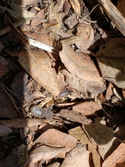 Armadillidium nasatum
