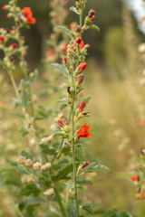 Sphaeralcea grossulariifolia