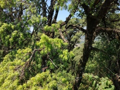 Podocarpus parlatorei