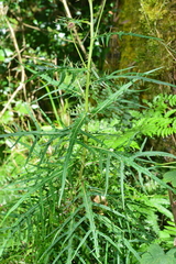 Cirsium tatakaense