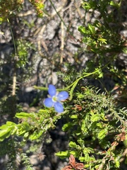 Heliophila adpressa
