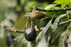 Vireo chivi