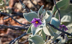 Solanum lasiophyllum