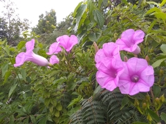 Ipomoea furcyensis