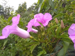 Ipomoea furcyensis