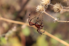 Neoscona oaxacensis