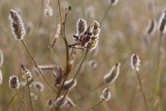 Sphenarium purpurascens