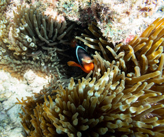 Amphiprion rubrocinctus