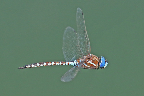 Blue-eyed Darner