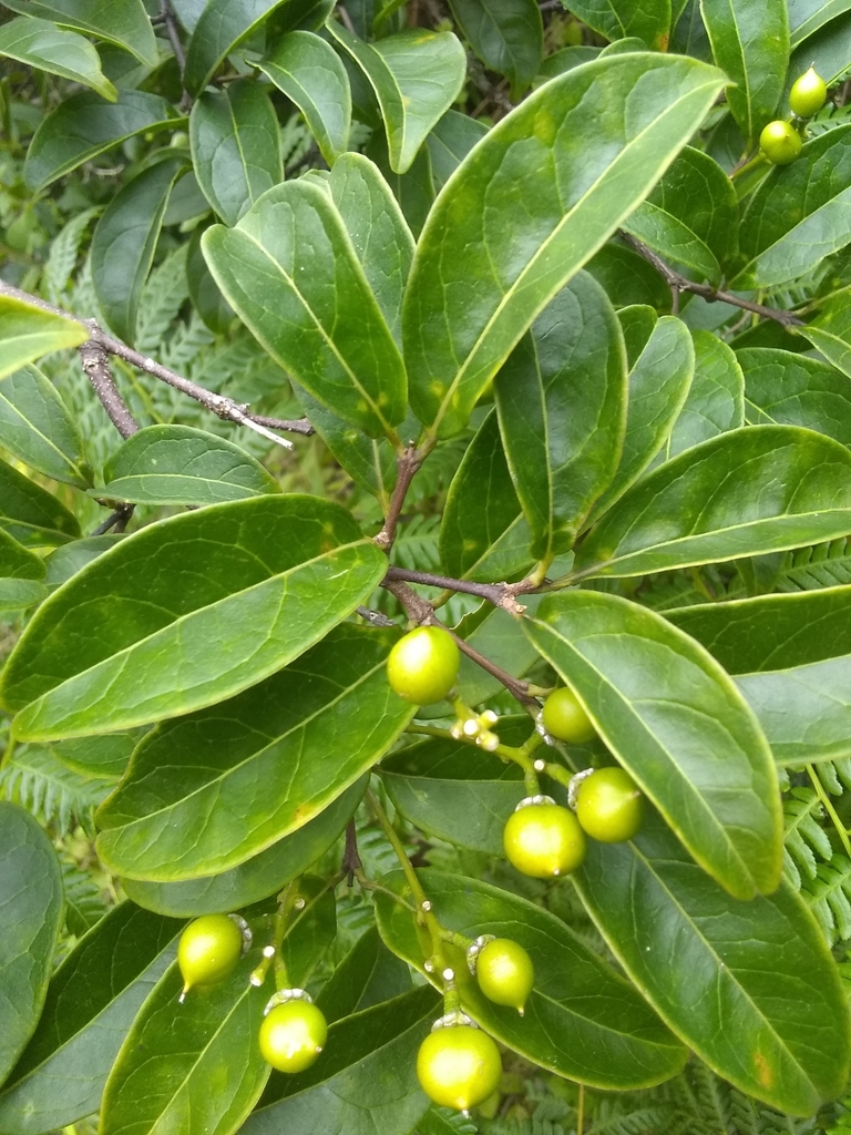 Bunchosia ekmanii