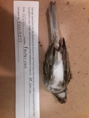 Zonotrichia albicollis