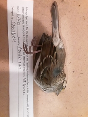 Zonotrichia albicollis