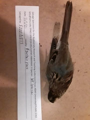 Zonotrichia albicollis