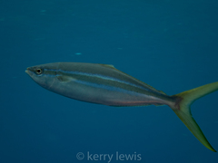 Elagatis bipinnulata