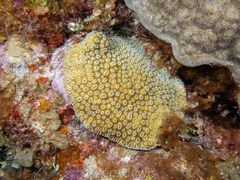 Dichocoenia stokesii