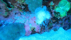 Cepheidae