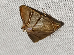 Eulepidotis addens